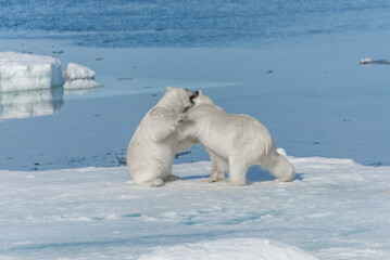 Two young wild polar bear cubs playing on pack ice in Arctic sea, north of Svalbard