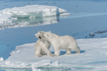 Two young wild polar bear cubs playing on pack ice in Arctic sea, north of Svalbard