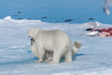 Two young wild polar bear cubs playing on pack ice in Arctic sea, north of Svalbard