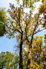 Vivid orange, yellow and brown leaves on large branches of oak trees towards clear blue sky in a garden during a sunny autumn day, beautiful outdoor background photographed with soft focus.
