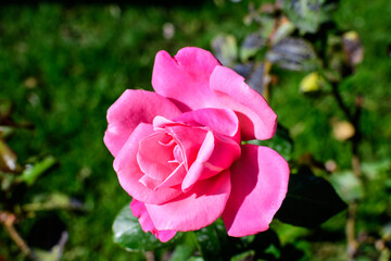 Close up on one delicate fresh vivid pink magenta rose and green leaves in a garden in a sunny summer day, beautiful outdoor floral background photographed with soft focus.