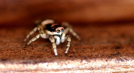 Spider on a plank in the house