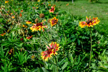 Many vivid yellow and red Gaillardia flowers, common known as blanket flowers,  and blurred green leaves in soft focus, in a garden in a sunny summer day, beautiful outdoor floral background.