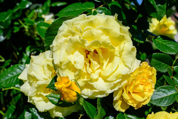 Close up of one large and delicate vivid yellow orange rose in full bloom and small water drops in a summer garden, in direct sunlight, with blurred green leaves in the background..