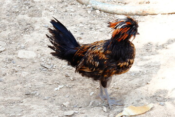 rooster in the farm