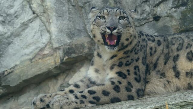 Snow Leopard close up shot 