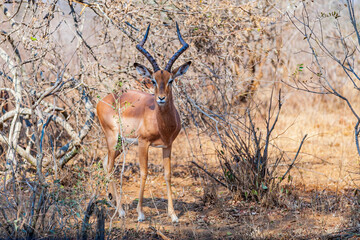 Male Impala Antelope at Kruger National Park, South Africa.
