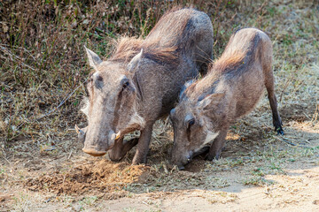 Common warthog or Phacochoerus Africanus digging for food