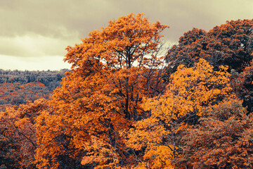 Autumn landscape with fall leaves and red and orange trees