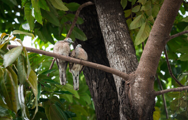 Spotted dove, Spotted turtle dove at tree