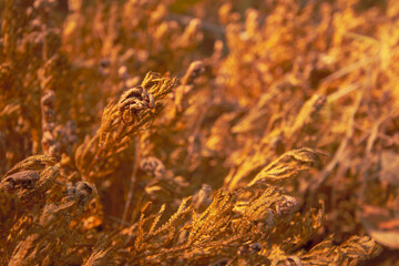 Obraz premium Abstract of dry wildflower on warm golden hour sunset or sunrise time. Theme of nature background in Autumn and fall. Soft shallow focus.