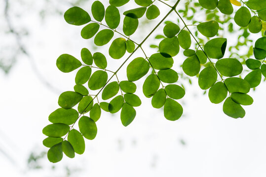 Moringa oleifera, Moringa leaves on tree, green leaves