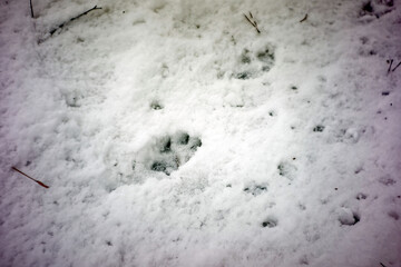 the paw print of a large dog in the snow