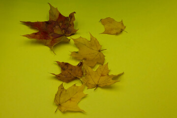 autumn leaves on a yellow background