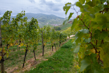 Obraz premium Weinberge im Herbst im Schwarzwald