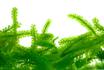 Sea Grapes , Umi-budou, Seaweed , green caviar, Healthy sea food  background