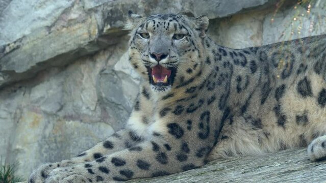 Snow Leopard portrait normal speed close up shot 