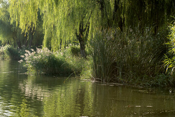 Beautiful reeds and willows along the river