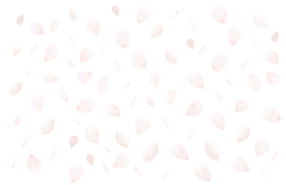桜吹雪_サクラの花びら_舞い散る桜の花弁のイメージ｜背景透過切り抜き合成用png素材