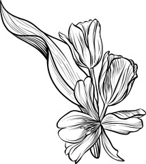 Flowers are tulips in a bouquet. The drawing is a realistic black and white sketch. An element of spring design. Vector.