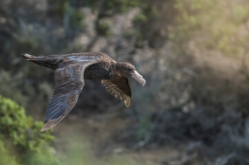 Giant petrel in flight, Peninsula Valdes, Patagonia, Argentina.