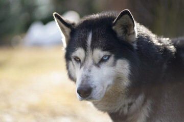 Beautiful husky dog, close-up photo.