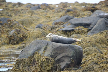 Icelandic seal