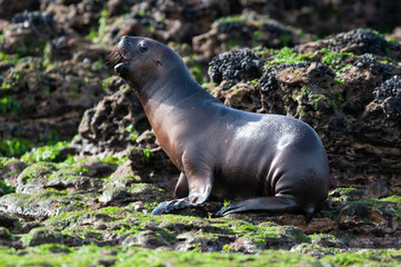 Fototapeta premium Sea Lion baby, Peninsula Valdes, Unesco World Heritage Site,Patagonia, Argentina