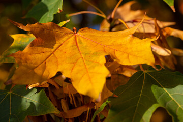Naklejka na ściany i meble Macro image of yellow maple leaves in autumn