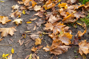 Maple foliage on a dirt road