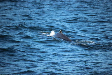 Fototapeta premium Whale, Iceland
