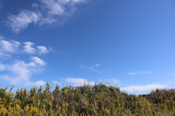Fototapeta premium 草むらと青空2