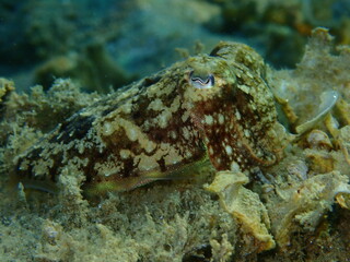Common cuttlefish or European common cuttlefish (Sepia officinalis) close-up undersea, Aegean Sea, Greece, Halkidiki