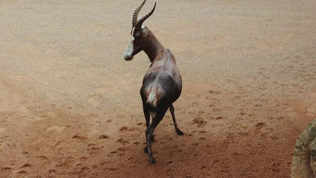 The Blesbok or Blesbuck, Damaliscus Pygargus Phillipsi, a Subspecies of the Bontebok Antelope