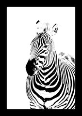 zebra in a black and white
