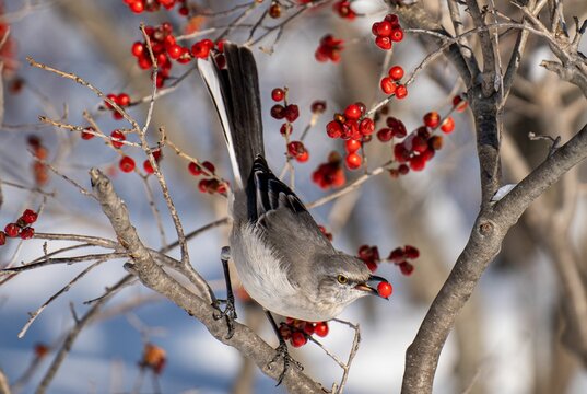 Closeup shot of a wintertime scene, a Northern mockingbird grabbing a berry off of a tree