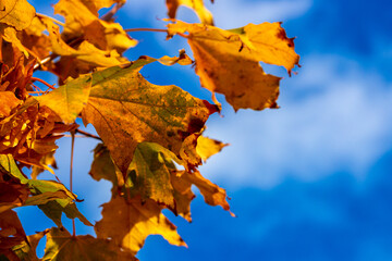 Fototapeta premium Macro image of yellow maple leaves in autumn