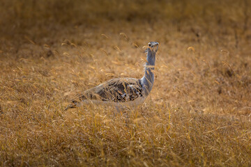 Kori Bustard bird in the grasslands of the Amboseli National Park, Kenya