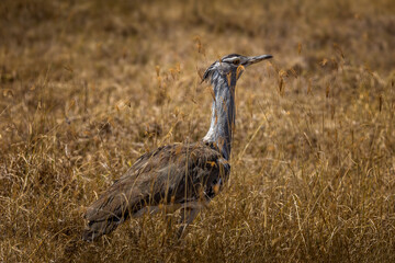Kori Bustard bird in the grasslands of the Amboseli National Park, Kenya