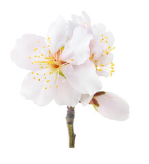 White almond tree blossoms. Cut out, no background