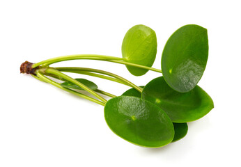 Pilea plant cuttings isolated on white background