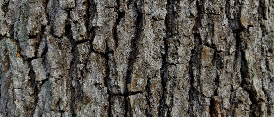 Background of a tree bark structure.