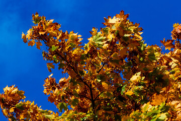 Colorful deciduous tree in autumn with blue sky