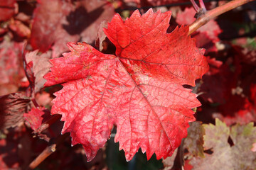 Der Herbst von seiner bunten Seite