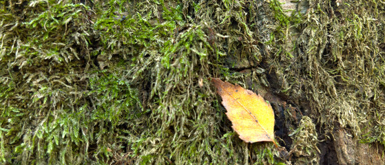 Background of a tree bark structure.