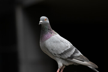 Pigeon européen posé sur un mur attendant sa belle 