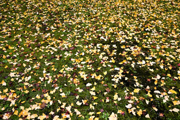 まさに日本の秋！紅葉と黄葉の競演