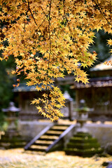 まさに日本の秋！紅葉と黄葉の競演