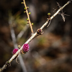 Blooming larch in spring time.
