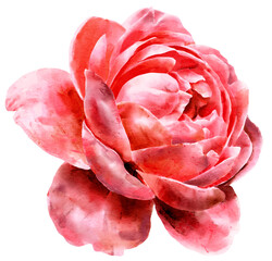 Watercolor red peony